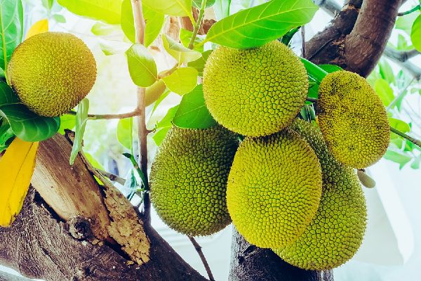 jackfruit 