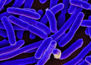 e coli bacteria