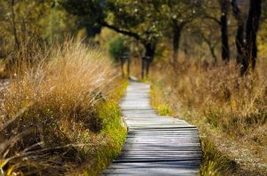 outdoor pathway