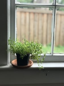 herb on windowsill