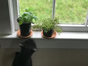 thyme and basil on a windowsill with a cat looking up