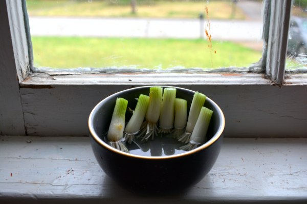 green onion tips in bowl with water