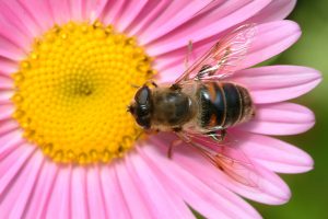honey bee on a pick flower