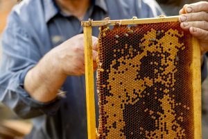 bee keeper looking after a hive 