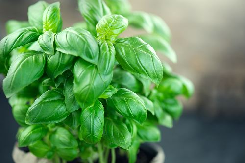 close up of fresh basil leaves on a basil plant 