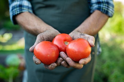 farmer holding out 3 freshly picked tomatoes