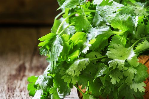 fresh cilantro leaves