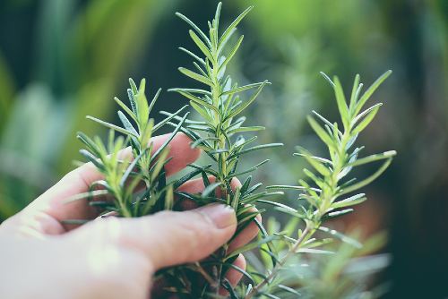 hand holding three fresh rosemary sprigs 