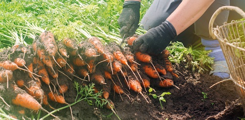 A farmer harvesting carrots in the field. 