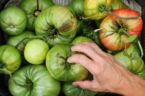 unripe tomatoes in box top view closeup and woman hands. 