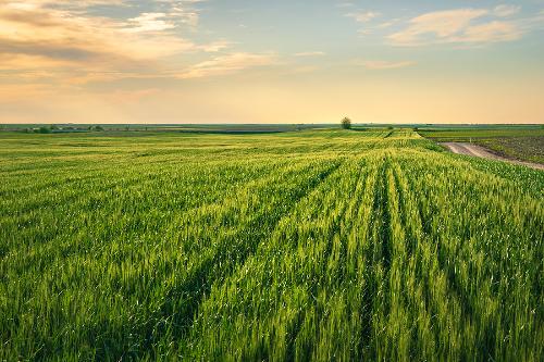 wheat field 