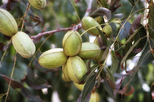 Young pecan nuts growing on a tree