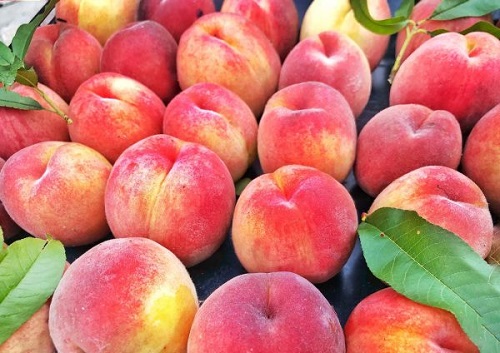 Carton of bright peaches in rows
