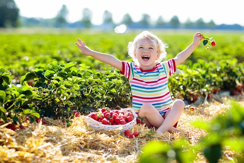 Child cheering and picking strawberry on fruit farm field on sunny summer day
