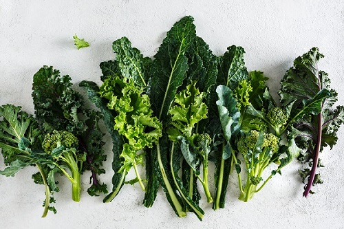 Dark Leafy green stems lined up in a row on a white background