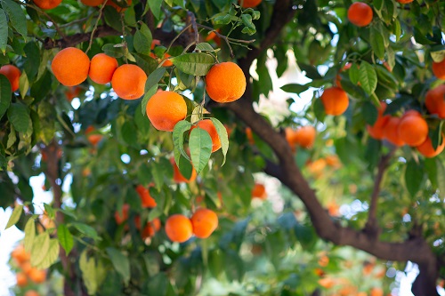 Branch of fresh ripe oranges with leaves in sun beams. 