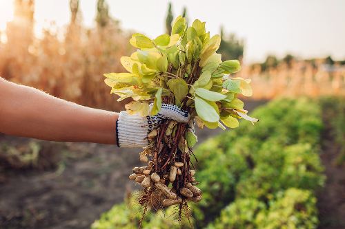 hand of a farmer holding a peanut plant that has been freshly pulled from the ground 