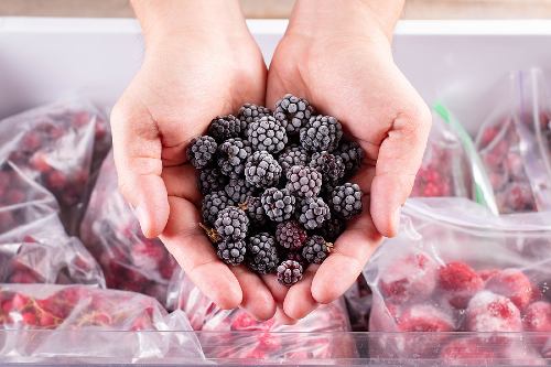 hands holding frozen blackberries