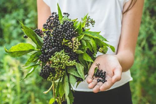 girl holding elderberries in her hand