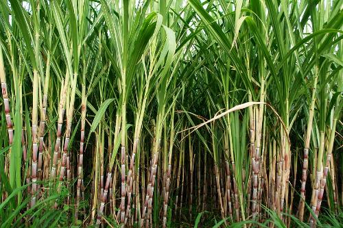 sugarcane plants 