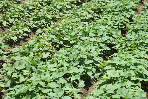 rows of growing sweet potato plants 