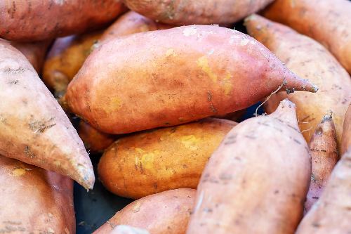 freshly picked sweet potatoes 