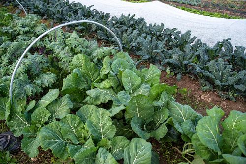 two rows of collard green plants growing in a home garden