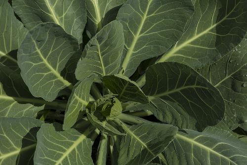 aerial picture of a fully grown collard green plant 
