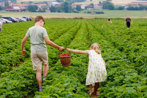 two children holding hands in a strawberry patch 