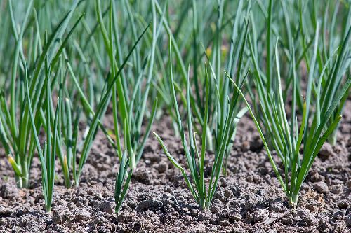 young onion plants growing up from the earth 