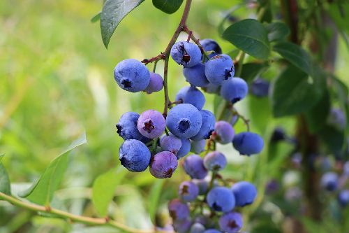 a cluster of ripe blueberries growing on a bush