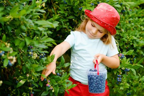 a young girl in a red bucket hat picking fresh blueberries from a bush and placing them in a plastic container