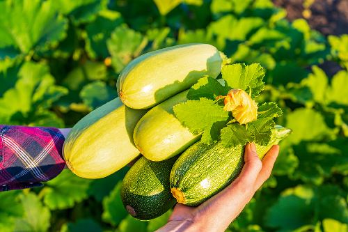 hands holding freshly picked yellow squash and zucchini
