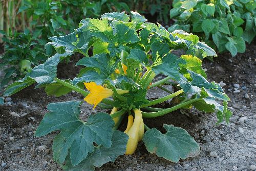 yellow squash plant growing in a home garden with yellow squash ready to be picked