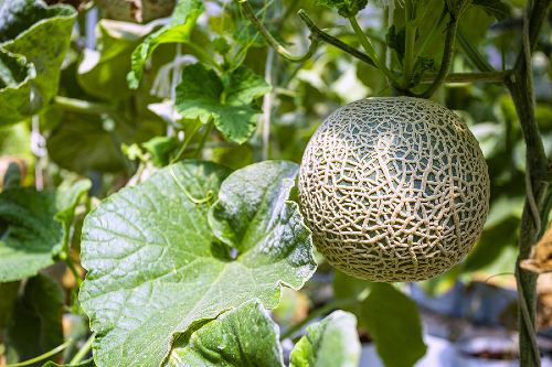 fresh whole cantaloupe hanging on a vine