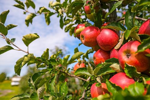 red apples hanging on a branch of an apple tree