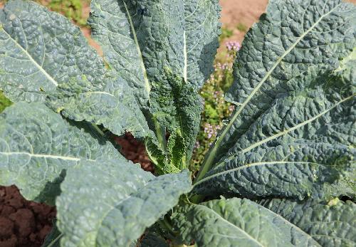 a kale plant with mature leaves