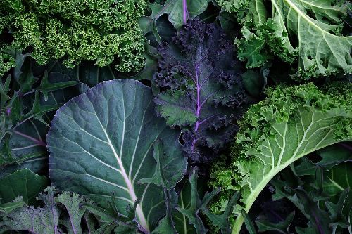 leaves of different types of kale