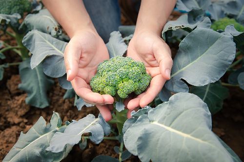 hands picking a head of broccoli from a broccoli plant