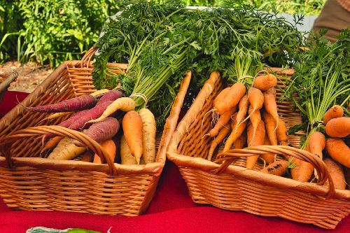 two woven baskets full of freshly picked carrots 