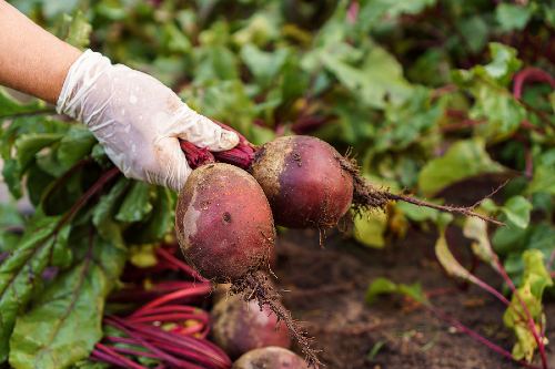 glove-covered hand pulling two beets out of the soil