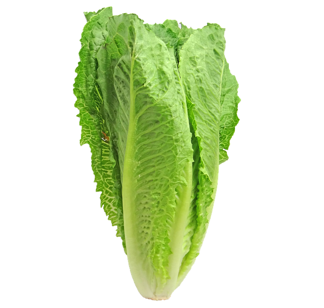 romaine lettuce