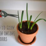 how to grow green onions indoors