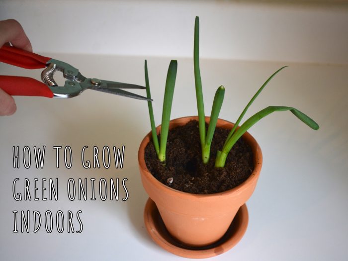 How to grow your own food indoors, part 2: Green onions