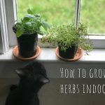 cover photo showing cat reaching for thyme and basil on a windowsill