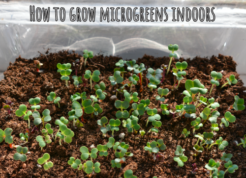 How to grow your own food indoors, part 3: Microgreens