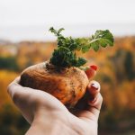 hands holding plant