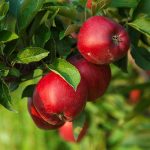 red apples on apple tree