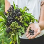 young girl holding elderberries in her hand