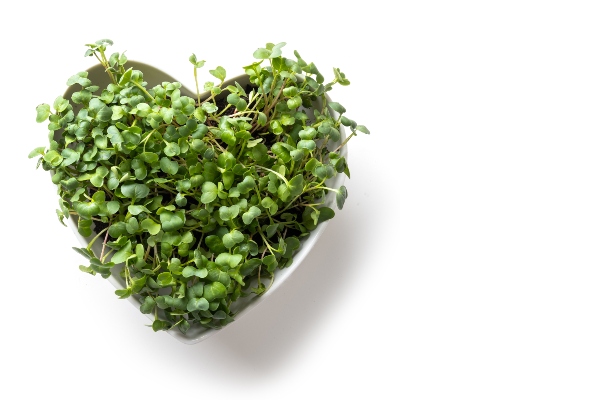Earth day heart sprouts ft